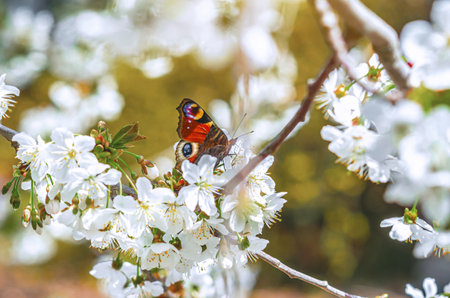 Peacock butterfly on wild cherry tree. Close-up with shallow depth of field. Butterfly and fluffy white cherry blossom.の写真素材