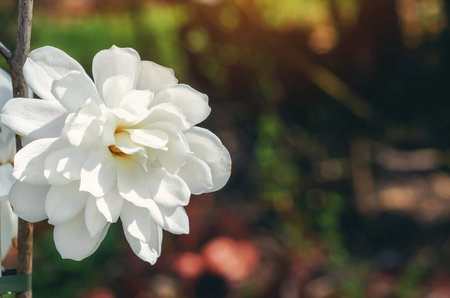 Large white magnolia flower in full bloom on branch against blurred garden. Copy space.の写真素材