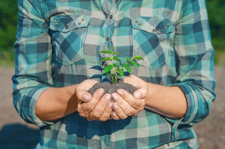 Unrecognizable woman holds in hands green seedling growing in soil. Front view. Nature protection concept. Earth Day.の写真素材