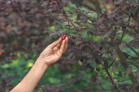 Female hand holding red plum fruit on tree branch. Concept of harvest, agriculture.の写真素材