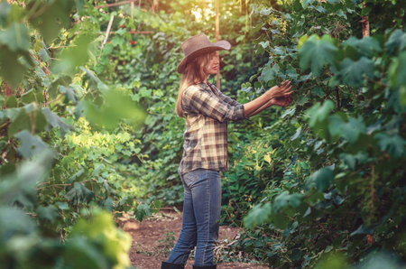 Blonde woman in hat, checkered shirt and jeans taking care of green grapes. Female hand gently...
