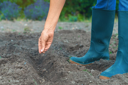 Woman's hands in rubber boots placing seeds in row of loose soil. Side view. Organic farming and spring gardening concept.の写真素材