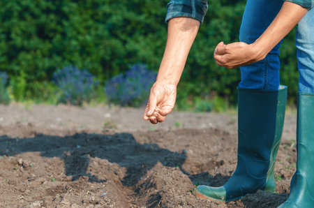 Woman's hands in rubber boots placing seeds in row of loose soil. Side view. Organic farming and spring gardening concept.の写真素材