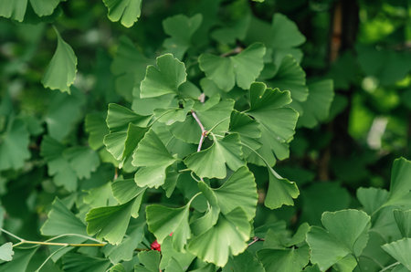 Light green leaves of Ginkgo biloba or Japanese bonsai. Green leaf background.の写真素材