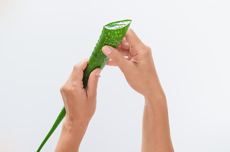 Green aloe vera leaf with shiny cut in female hands on light surface, isolated. Concept of using natural organic products in cosmetology. Antioxidants.の写真素材