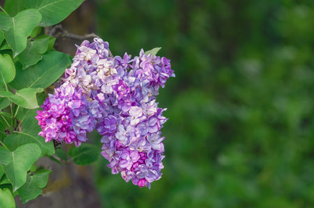 Light purple lilac flowers with spotted faded petals on bush with green leaves. Seasonality in...
