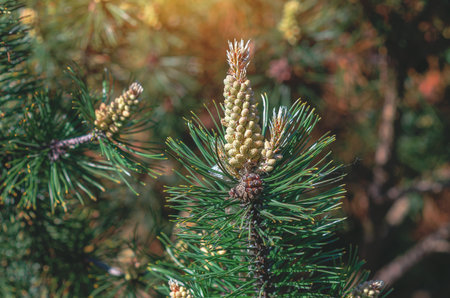 Golden pine cones on a fluffy green pine branch. Coniferous blurred background. Idea for coniferous design, screensaver. Winter card.の写真素材