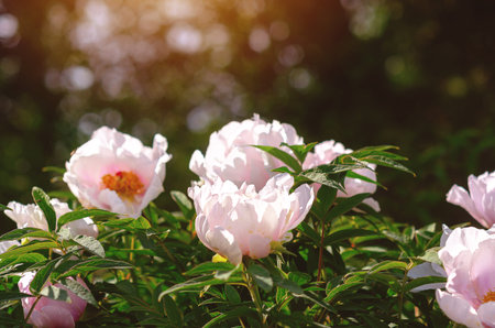 White peony bush in full bloom in garden on sunny day on flowerbed. Natural floral wallpaper. Gardening. Sun glareの写真素材