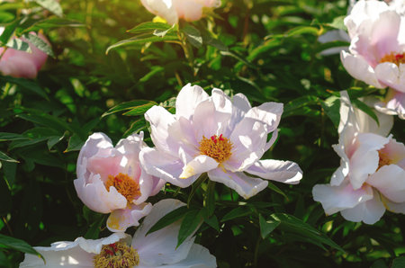 White peony bush in full bloom in garden on sunny day on flowerbed. Natural floral wallpaper. Gardening. Floristry.の写真素材