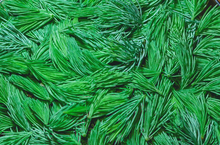 Pattern of torn green pine needles illuminated by light, showing texture and bright natural details. Coniferous background.の写真素材
