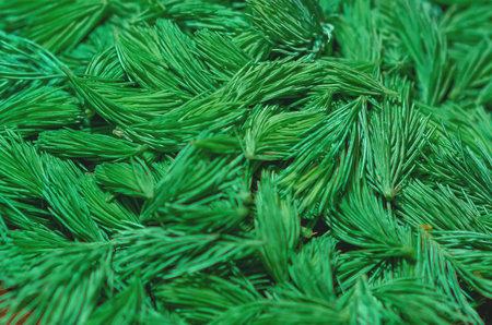 Pattern of torn green pine needles illuminated by light, showing texture and bright natural details. Coniferous background.の写真素材