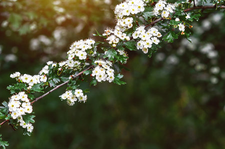 Hawthorn branch with white inflorescences in spring garden on nature blurred background. Blooming...