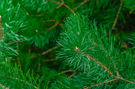 Coniferous background. Fluffy green shoots of pine against dark blur. Design trends, eco-aesthetics...