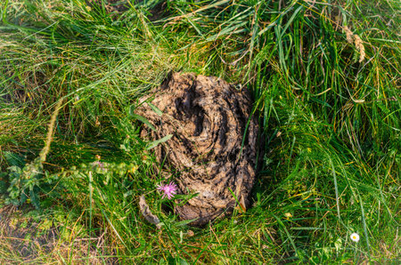 Cow dung on grass with flower, top view. Detailed view of cow dung on green grass meadow. Rural life...