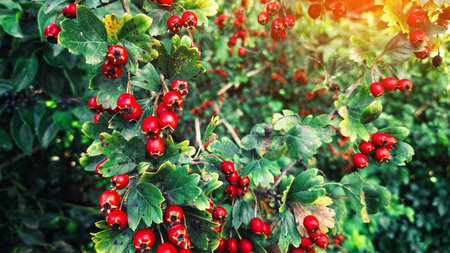 Red ripe hawthorn berries with green leaves, illuminated by soft rays of evening autumn sun....
