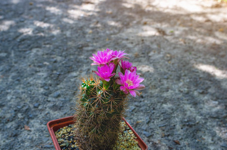 Blooming cactus in pot. Delicate pink cactus flowers bloom on prickly cactus, showing off its sharp spines. Blurred gray background.の写真素材