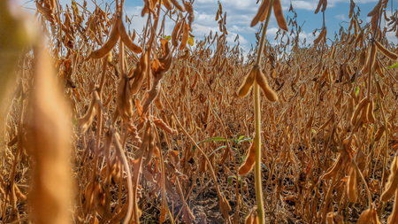 Golden fluffy soybean pods in diffused sunlight against blurred soybean field. Selective focus. Concept of yield and harvest.の写真素材