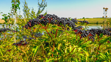 Black elderberry fruits in sun against background of shrubs and pond in wild. Black European...