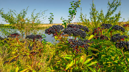 Black elderberry fruits in sun against background of shrubs and pond in wild. Black European...