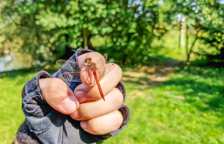 Female Sympetrum dragonfly with golden wings on man's hand in cycling glove. Man holds a dragonfly on his hand in nature.の写真素材