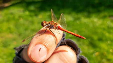 Transparent patterned dragonfly wings, man's finger. Photo of large dragonfly holding onto man's...