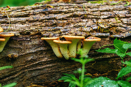 Young scaly tinder fungus (Cerioporus squamosus) also known as pheasant's back mushroom and dryad's...