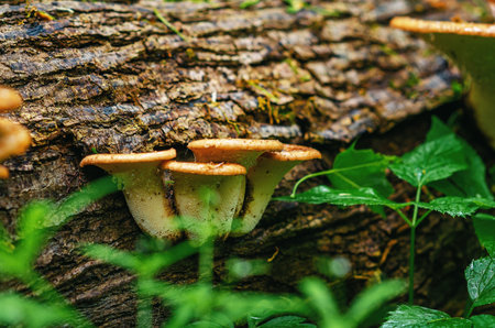 Young scaly tinder fungus (Cerioporus squamosus) also known as pheasant's back mushroom and dryad's saddle. Basidiomycete mushroom that grows on trees.の写真素材