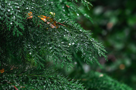 Evergreen conifer tree thuja with decorative needles with raindrops. Green branches of thuja....