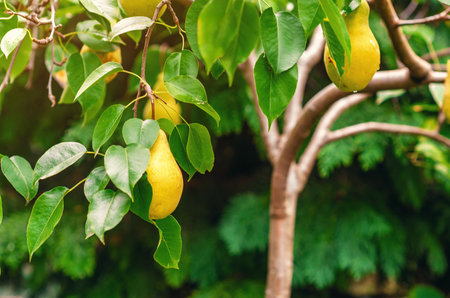 Tree with ripe yellow pears hidden in green leaves in wild. Blurred background of fruit tree. Autumn fruit screensaver.の写真素材