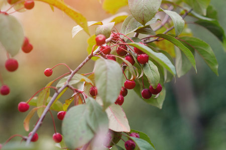 Red wild small apples in sunlight. Bright red wild apples hanging on branch with green leaves in...