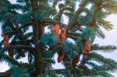 Brown cones of blue spruce. Selective focus of blue spruce with bright green-blue needles and clearly visible large brown cones showing natural textures and shapes. Conifer screensaver.の写真素材