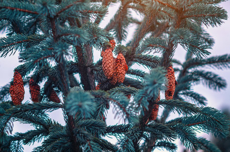 Brown cones of blue spruce. Selective focus of blue spruce with bright green-blue needles and clearly visible large brown cones showing natural textures and shapes. Conifer screensaver.の写真素材