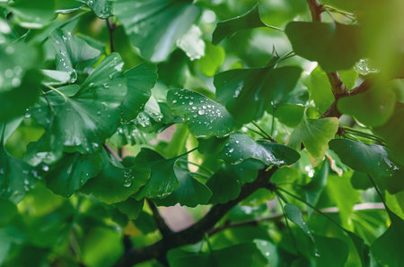 Green leaves of Ginkgo biloba, which have unique fan shape. Close-up. Leaves with water drops after...