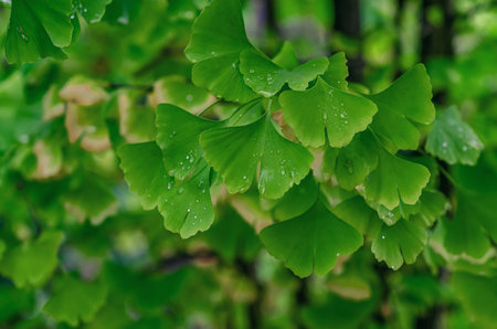 Branches of bright light green Ginkgo biloba tree with raindrops. Selective focus.の写真素材