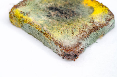 Part of piece of rye bread with mold. Spoiled part of bread close-up, isolated on white background. Moldy bread. Fungal spores, mold.の写真素材