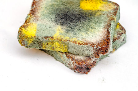 Two slices of stale rye bread with mold fungi growing on it on white background. Spoiled bread with...