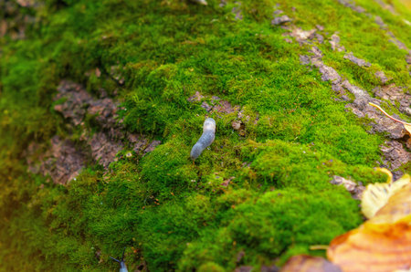 Photo of green moss with snail sticking out its antennae. Small gray snail crawls along green mossy log. Snail crawls slowly and studies the environment with its horn-like antennae.の写真素材