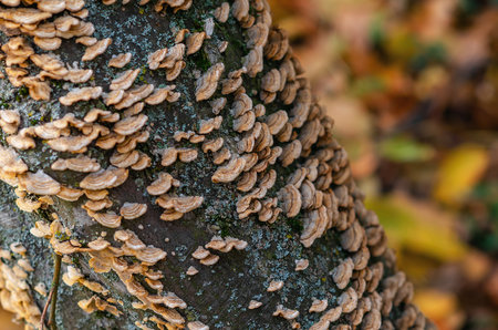 Bunch of brown small mushrooms growing on tree trunk in forest in autumn. Detail of forest mushrooms with textured bark. Top view.の写真素材