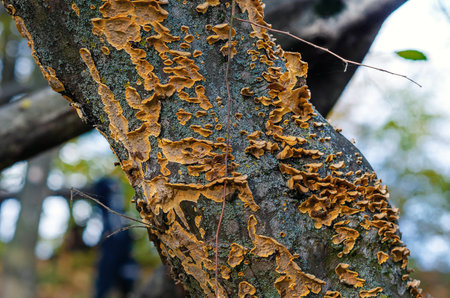Bunch of brown small mushrooms growing on tree trunk in forest in autumn. Detail of forest mushrooms...