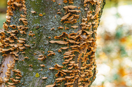 Bunch of brown small mushrooms growing on tree trunk in forest in autumn. Detail of forest mushrooms...