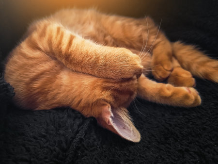 Funny red kitten on dark gray soft blanket. Cat is dozing comfortably in warm sunny rays. Kitten is having sweet dreams, its paws are raised up. Home vacation concept.の写真素材