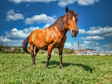 Brown horse standing on wide open green meadow under bright blue sky with soft white clouds, captured with wide-angle lens near village landscape.の写真素材