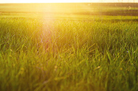 Fresh wheat sprouts under warm sunset light