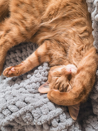 Cute orange cat sleeping deeply on soft textured blanket. Concept of healthy sleep routine, relaxation, insomnia relief, cozy lifestyle, and calm home environment.の写真素材