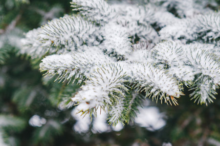 Branches of snowy coniferous tree close-up. Snow on blue spruce. Christmas tree. Natural winter...