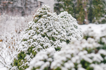Minimal Scandinavian style winter scene with evergreen branches covered in fresh snow while...
