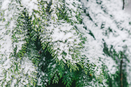 Close-up of green evergreen thuja tree branches covered with fresh snow. Natural winter background...
