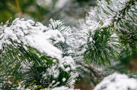 Close-up of evergreen pine tree branches with long needles covered in fresh snow. Copy space for...