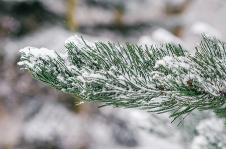 Close-up of evergreen pine tree branches with long needles covered in fresh snow. Copy space for...