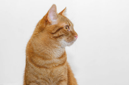 Portrait of ginger cat sitting sideways, isolated on white. Big eyes, pink nose, positive look. Fluffy ginger friend. Cute pet. Copy space.の写真素材